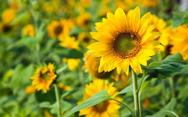 Flowers That Represent Happiness: A Colorful Guide to Joyful Blooms