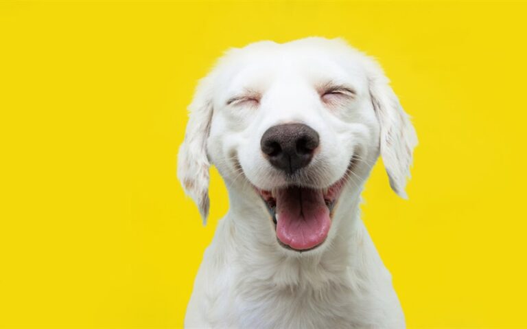 How Do Dogs Show Happiness? A Complete Guide to Understanding Canine Joy