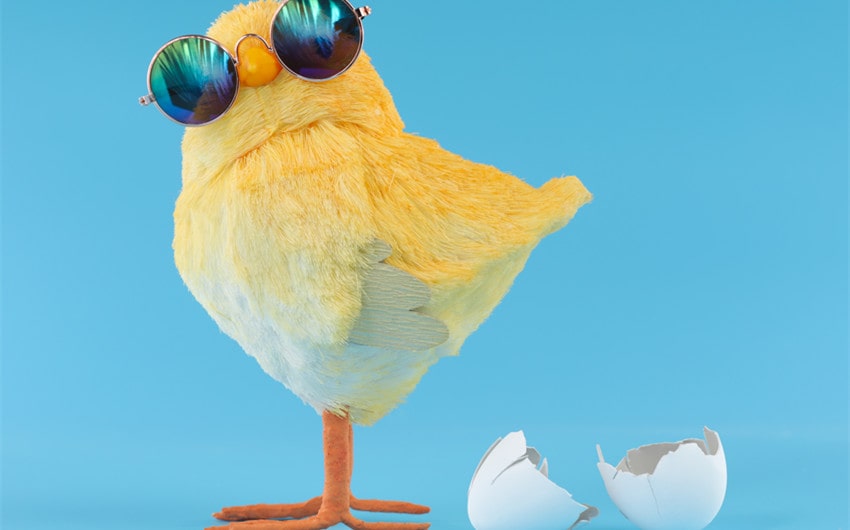 Best Funny Chicken Names